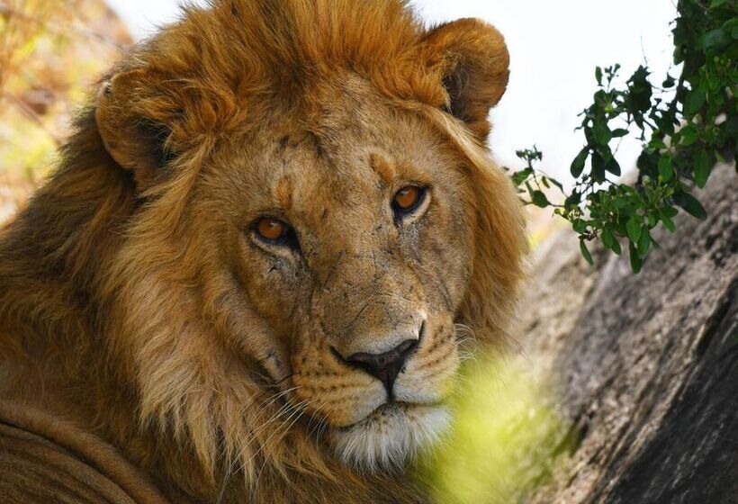 Hotel Serengeti Wildebeest Camp