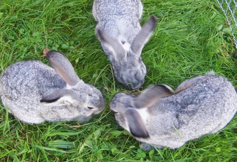 Пансион Niederauer Hof