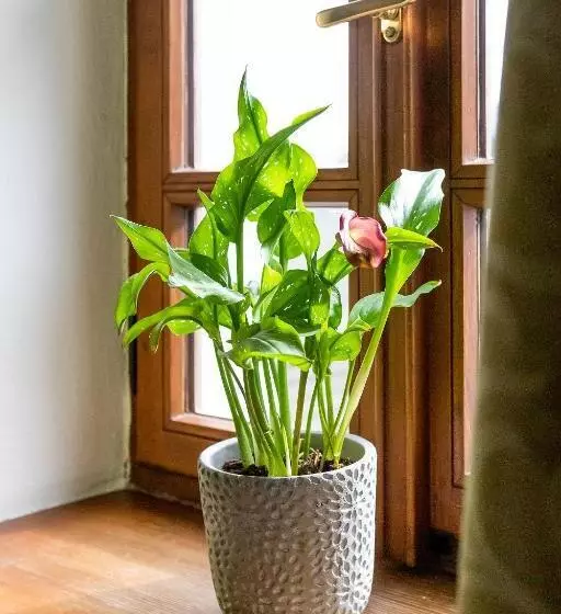 Majatalo Penzion Maštal