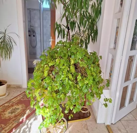 Pension óvári