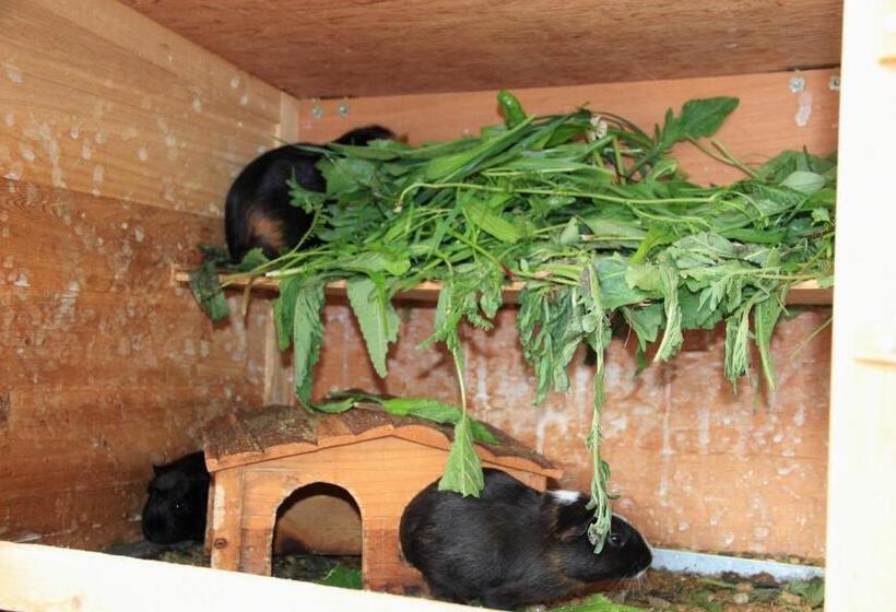 بنسيون Gut Sonnbichl