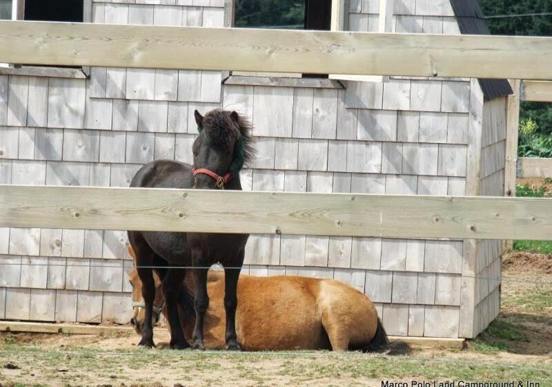 هاستل Marco Polo Inn