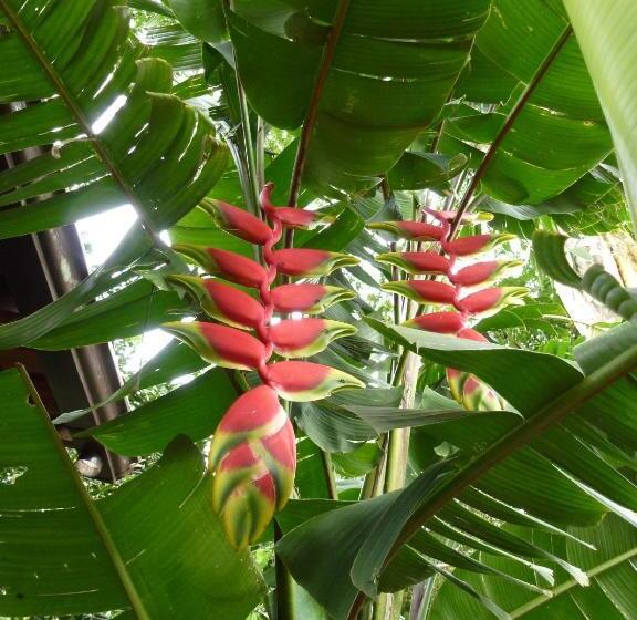 پانسیون Aratinga Inn