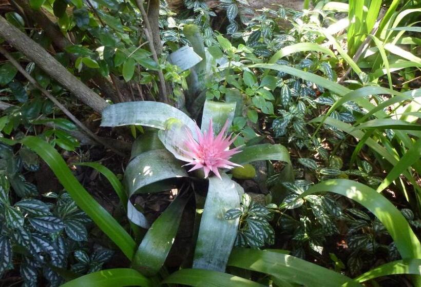 پانسیون Aratinga Inn