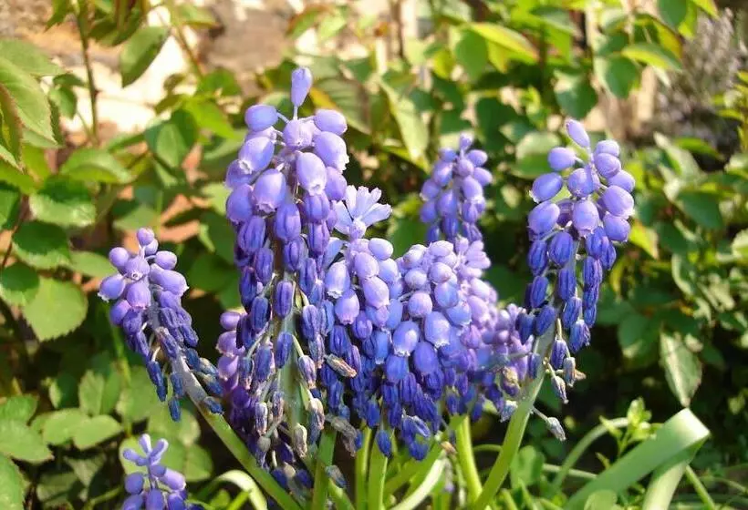 Majatalo Casa Fidela