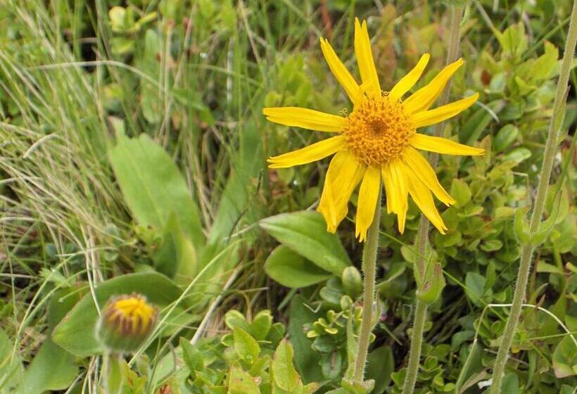 Pensionat Haus Helga