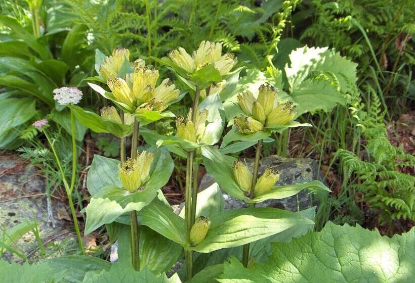 Pensionat Haus Helga