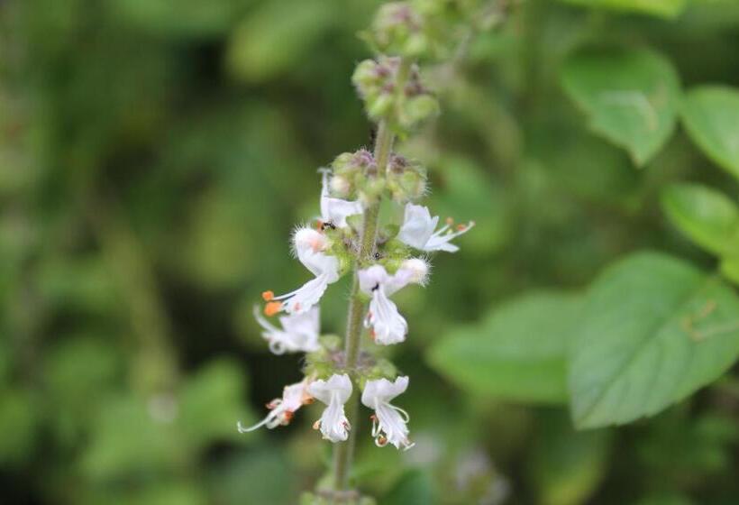 פנסיון Pousada Village Tere