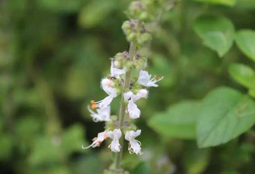 Majatalo Pousada Village Tere