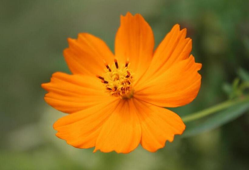 פנסיון Pousada Village Tere