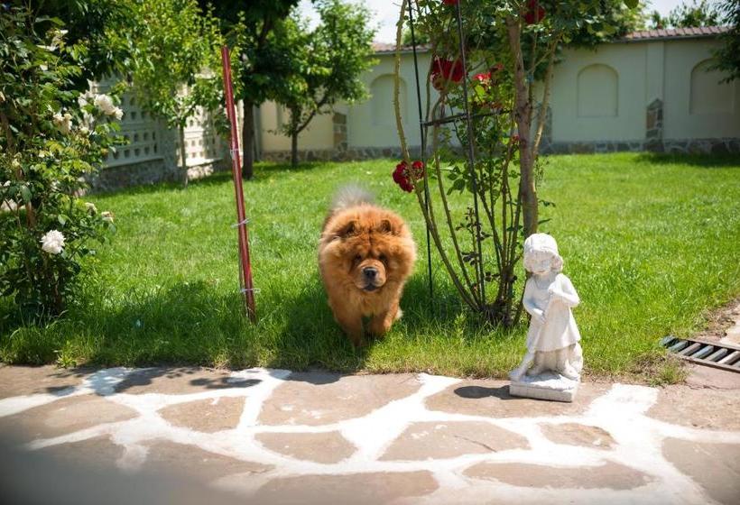 פנסיון Vila Steaua Nordului