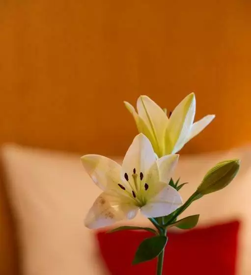 Pension Appartement Lanzer