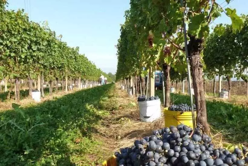 ホテル Agriturismo Tonutti