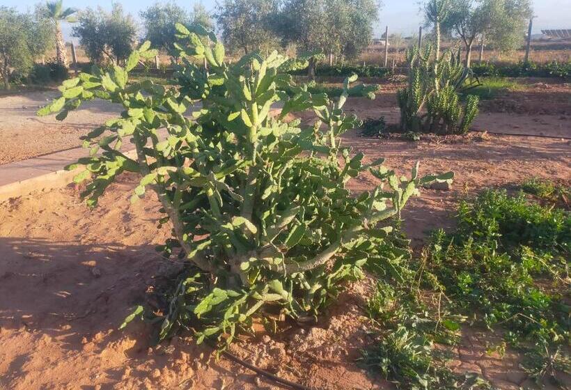 تختخواب و صبحانه Chez Jm Saida