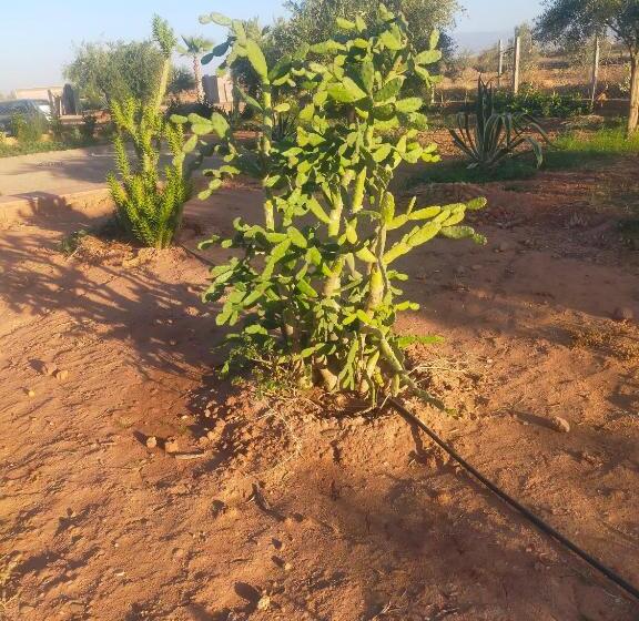 تختخواب و صبحانه Chez Jm Saida