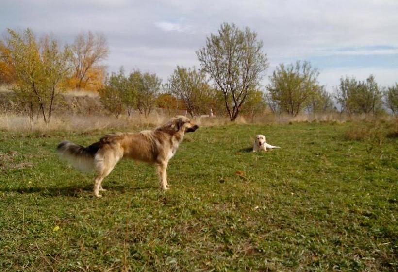 Пансион La Placeta Guesthouse