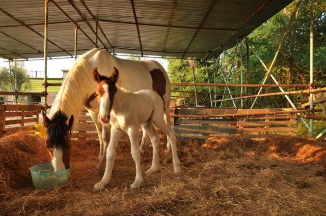 فندق Agriturismo Cannavota