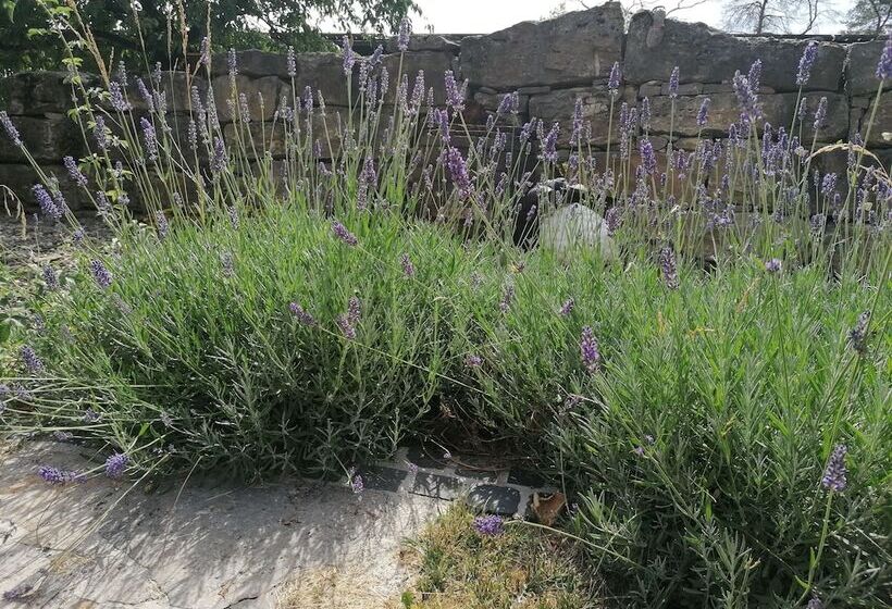 بنسيون Kirschberghof Gästehaus Und Weinverkauf