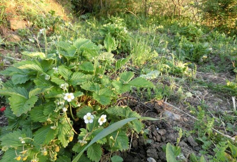 בית מלון כפרי Agriturismo Cuca