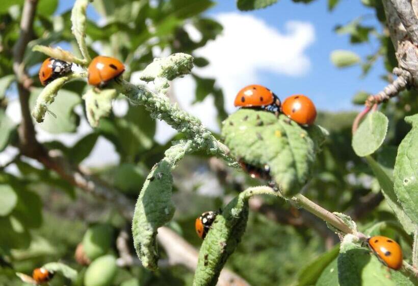 בית מלון כפרי Agriturismo Cuca