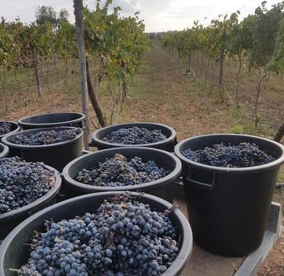 호텔 Masseria Sucéa