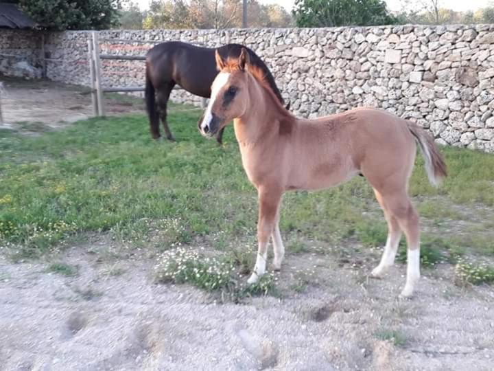 호텔 Masseria Sucéa