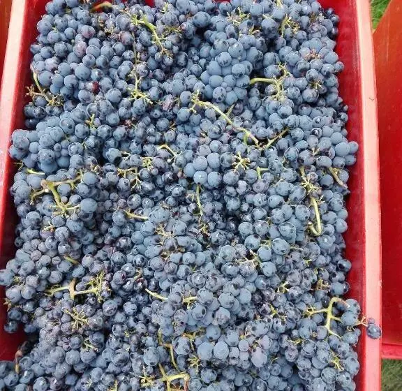 Hotelli Agriturismo Mirasole