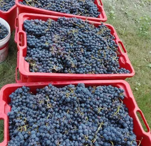 Hotelli Agriturismo Mirasole