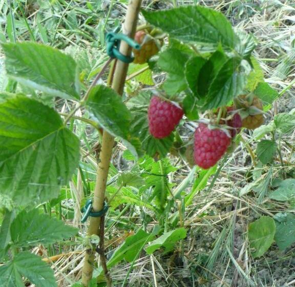 Hotel Agriturismo Mirasole