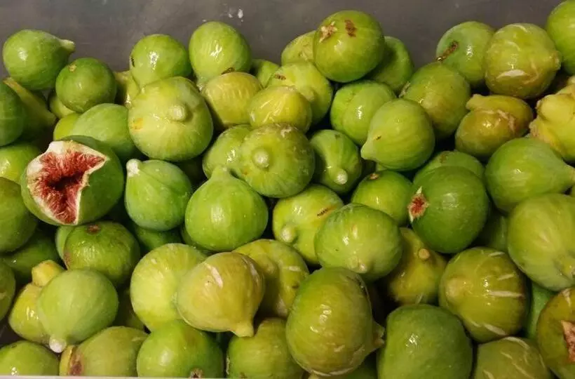 Hotelli Agriturismo Mirasole