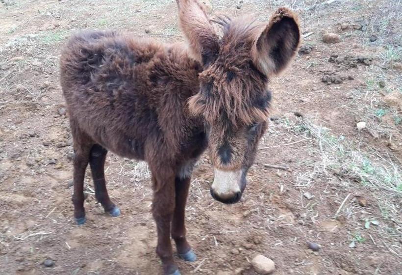 בית מלון כפרי Agriturismo Il Cerrosughero