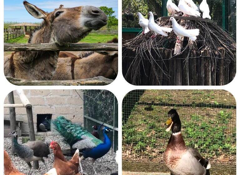 فندق Pian De' Somari