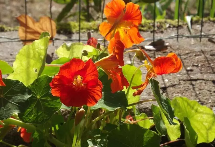 Appart Hotel Maison Saint Michel