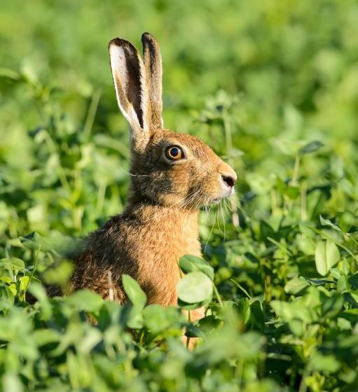 فندق Helen Browning's Royal Oak