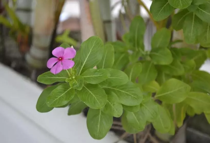 Hotelli Mirador De San Jorge