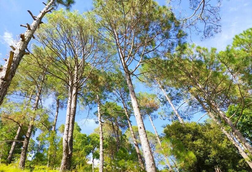 Hotel Silent Valley  Alchauna Kumaoni House Along River Kalsa