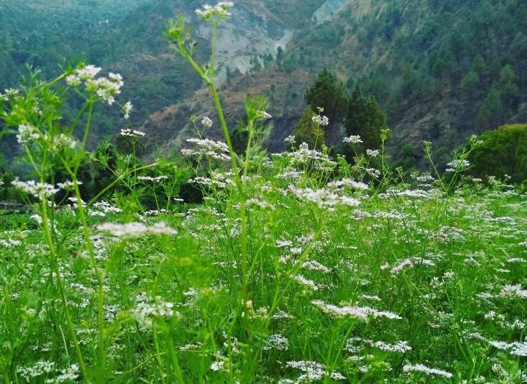 Hotel Silent Valley  Alchauna Kumaoni House Along River Kalsa