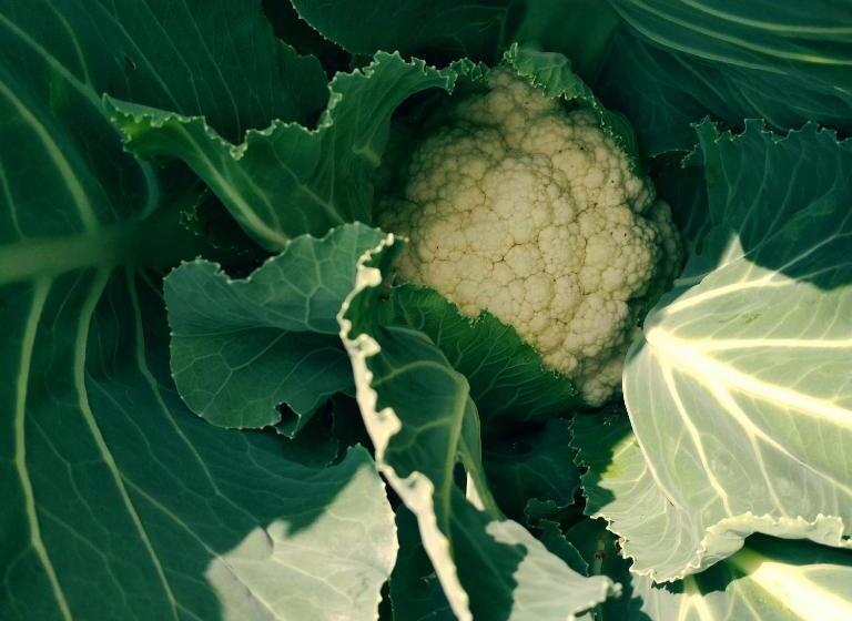 Hotel Silent Valley  Alchauna Kumaoni House Along River Kalsa