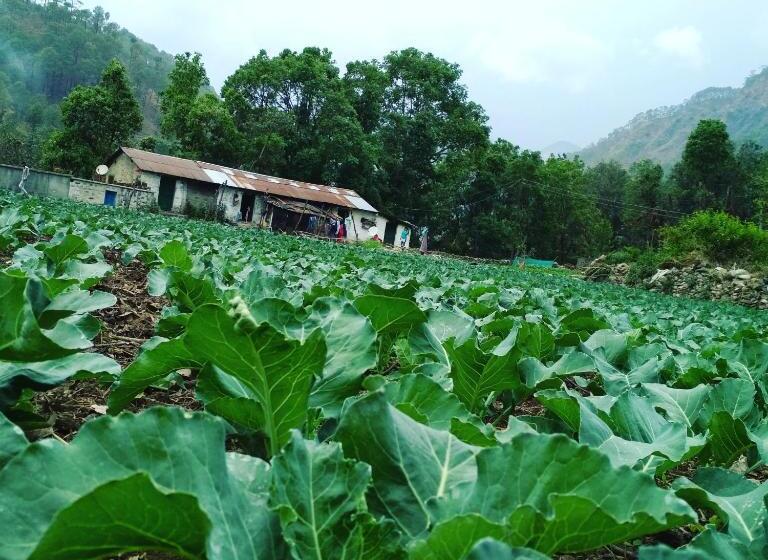 Hotel Silent Valley  Alchauna Kumaoni House Along River Kalsa