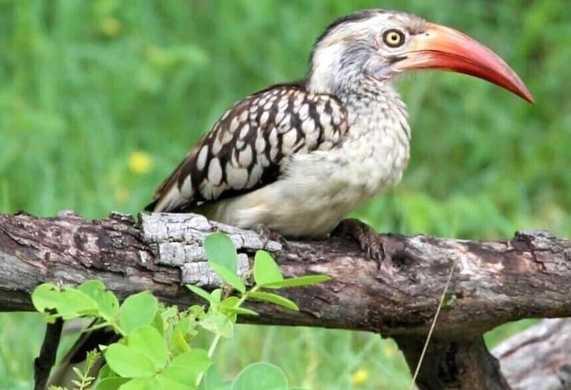 استراحتگاه Tlou Safari Lodge