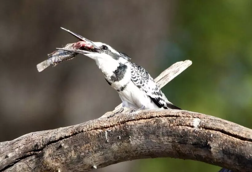 استراحتگاه Tlou Safari Lodge