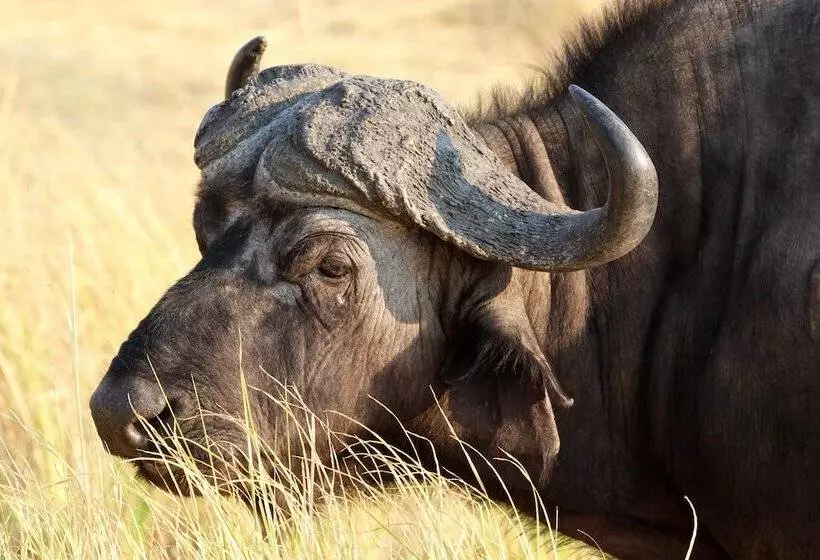 استراحتگاه Tlou Safari Lodge