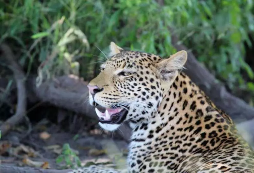 استراحتگاه Tlou Safari Lodge