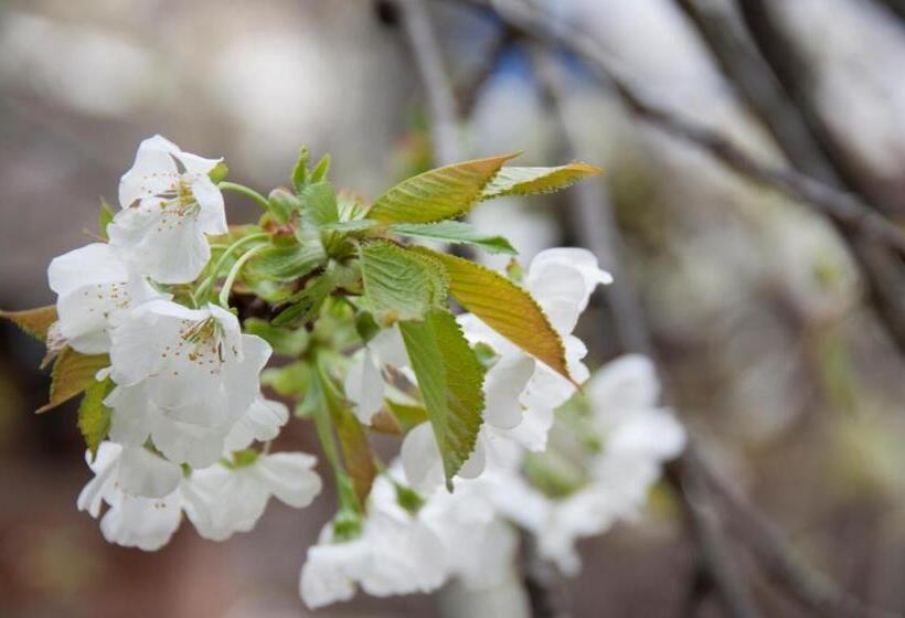 Пансион Aste Guesthouse