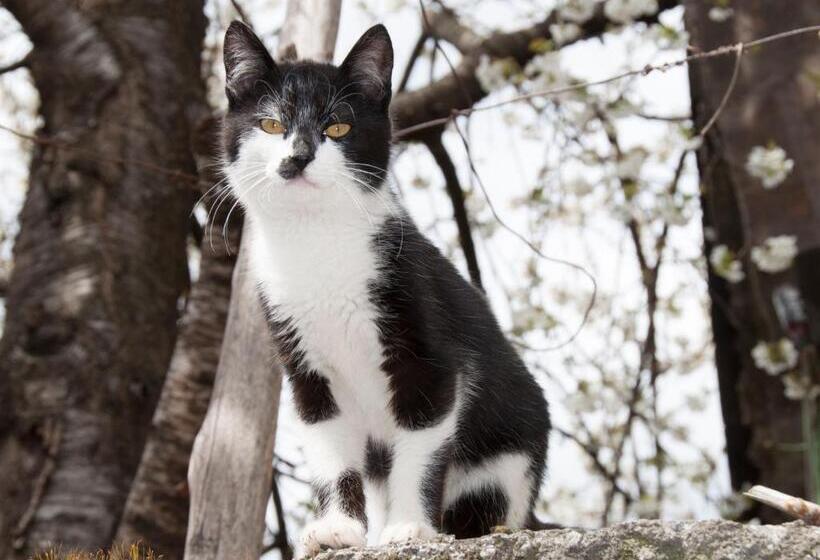 Пансион Aste Guesthouse