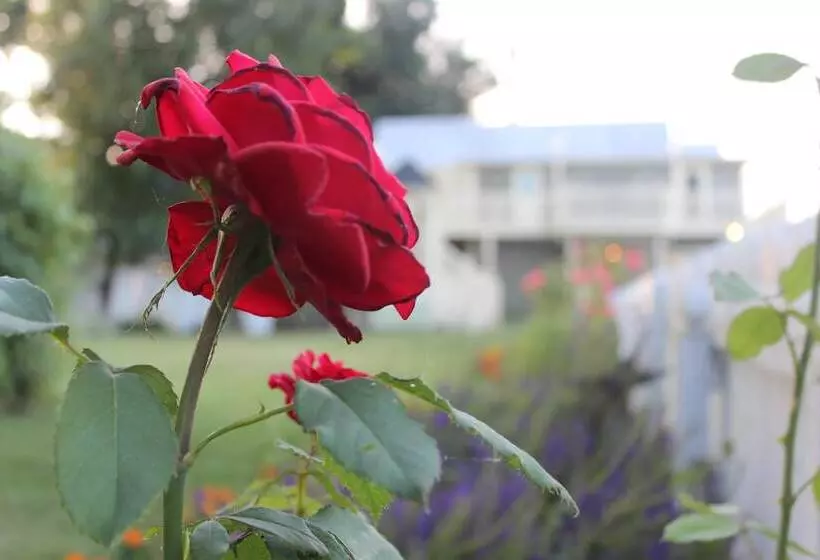 Aamiaismajoitus (B&B) Inn Of The Shenandoah