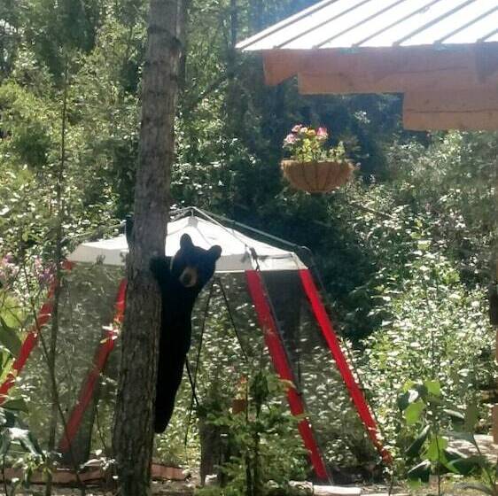 فندق صغير Blackburn Cabins   Mccarthy, Alaska
