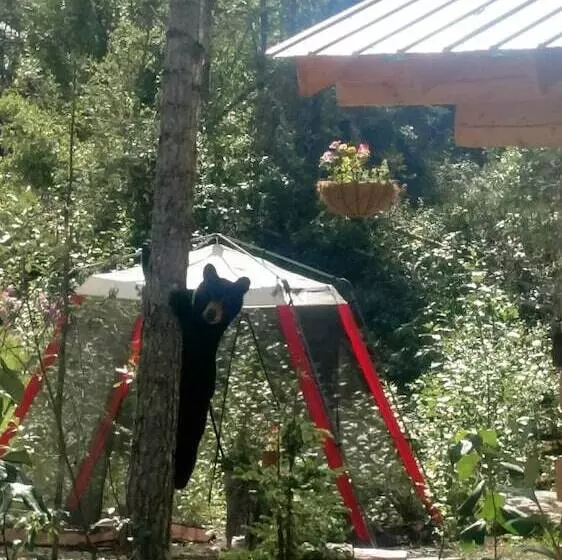 Retkeilymaja Blackburn Cabins   Mccarthy, Alaska