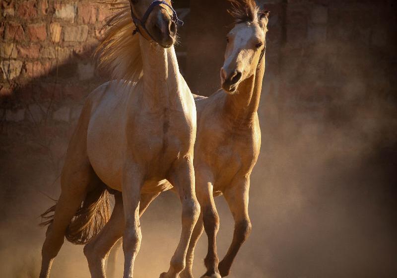 ホテル Bhanwar Vilas Palace