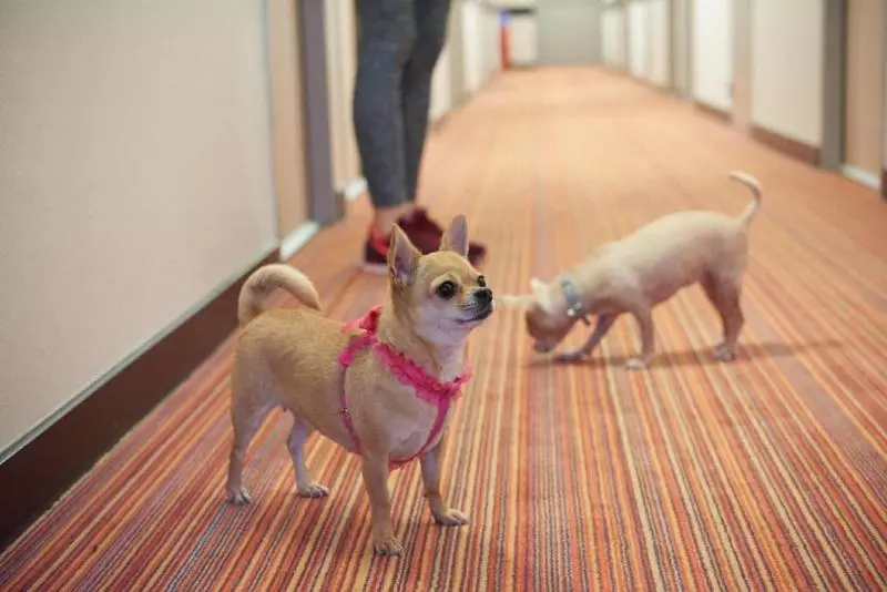 Hotel Ace Hôtel Paris Sud Villabe